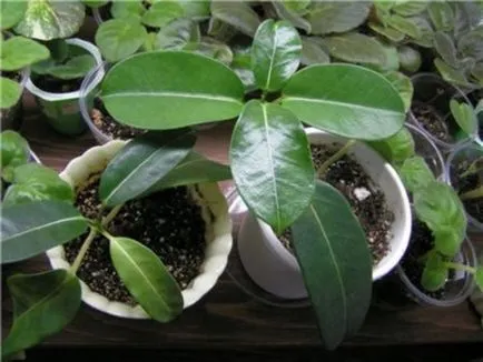 грижа Stephanotis у дома