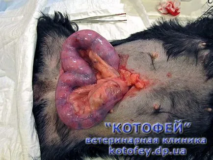 Кучето след отстраняване