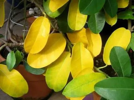 грижа Stephanotis у дома