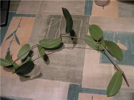 грижа Stephanotis у дома