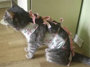 Когато котките могат да бъдат кастрирани