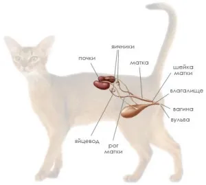 Когато котките могат да бъдат кастрирани