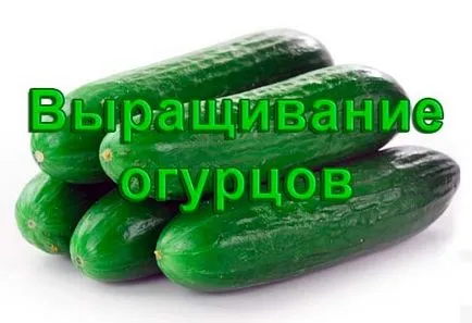 Отглеждане краставица