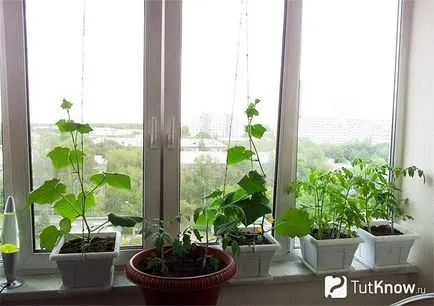 Отглеждане краставица