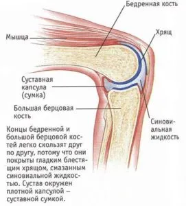 Hondrolon го