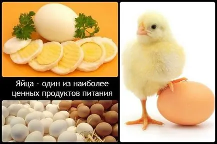 Повечето снасят пилета порода