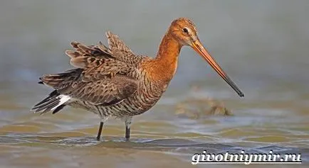 Редки видове, като