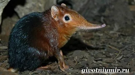Редки видове, като