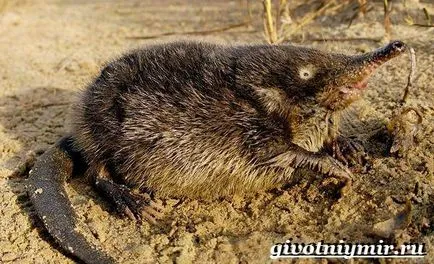 Редки видове, като