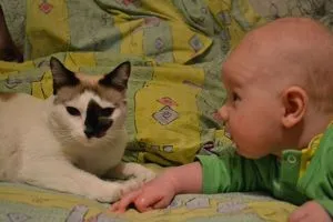 30 Забавни снимки на деца с котката (смешни снимки на котки) 30 Забавни снимки на деца с котки