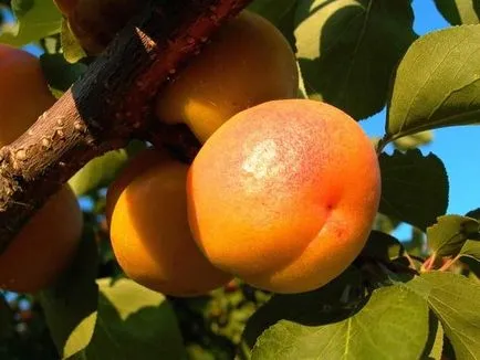 Кайсии сортове, размножаване, засяване и грижи за кайсии