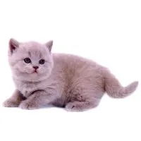 британска късокосместа