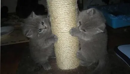 котенца снимка