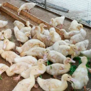Какво да се хранят патици която ежегодно моя опит, началната фермата