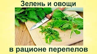С какво да храним пъдпъдъците в диетата началната правило
