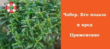 Чубрица - своите лечебни свойства и противопоказания