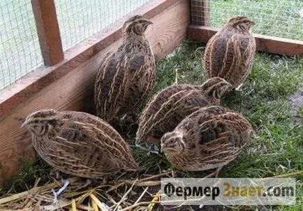 С какво да храним пъдпъдък у дома, храната рецепта със собствените си ръце