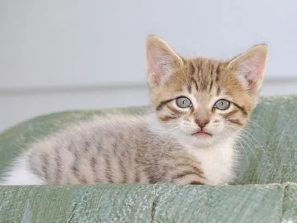 коте на захранване 1, 5 месеца