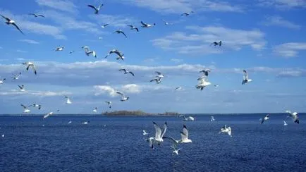 Как да се направи морето като молив, за да се направи морето