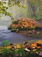 Черна котка в къщата