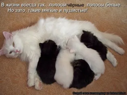 Черна котка в знаци къща (къща) Черна котка в знаците на жилищата