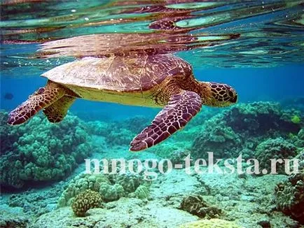 Костенурки и способността им да