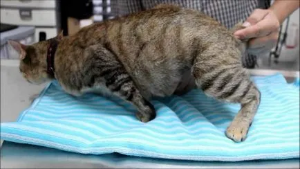 Какво да правите, ако котка ражда