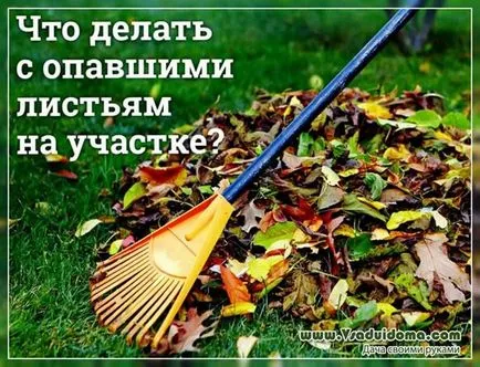 Какво да правим с паднали листа на обекта, на мястото на градина, вила и стайни растения