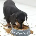 Какво може да дакел, decordog