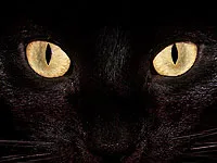 Какво означават Черните котки - това е интересно