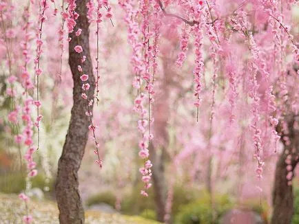Какво се случва с японската природа в март 16 Март 2015 - поглед отвътре () Какво се случва с японската природа в март 16 Март 2015 - Поглед отвътре