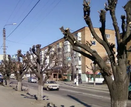 Какво е kronirovaniye дървета