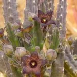 Цвете Clivia грижи у дома, променя и възпроизвеждане (вътрешен) Цвете Clivia грижи у дома, промяна и размножаване