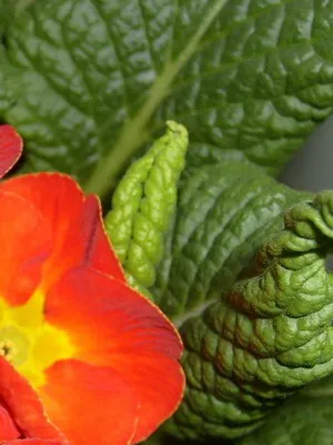 Primrose цвете снимка, отглеждане и поддръжка в дома, на разнообразие и възпроизвеждане (цвете) Primrose цвете снимка, отглеждане и поддръжка в дома, сортове и отглеждане