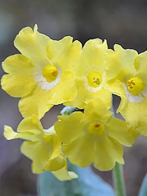 Primrose цвете снимка, отглеждане и поддръжка в дома, сортове и развъждане (иглика) Primrose цвете снимка, отглеждане и поддръжка в дома, сортове и отглеждане
