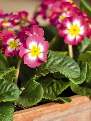 Primrose цвете снимка, отглеждане и поддръжка в дома, сортове и развъждане (отглеждане) Primrose цвете снимка, отглеждане и поддръжка в дома, сортове и отглеждане