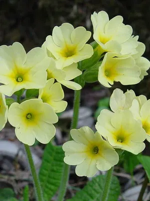 Primrose цвете снимка, отглеждане и поддръжка в дома, сортове и развъждане (отглеждане) Primrose цвете снимка, отглеждане и поддръжка в дома, сортове и отглеждане