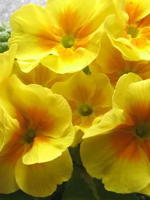 Primrose цвете снимка, отглеждане и поддръжка в дома, на разнообразие и възпроизвеждане (цвете) Primrose цвете снимка, отглеждане и поддръжка в дома, сортове и отглеждане