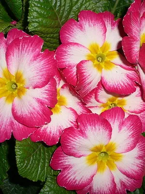 Primrose цвете снимка, отглеждане и поддръжка в дома, сортове и развъждане (снимки) Primrose цвете снимка, отглеждане и поддръжка в дома, сортове и отглеждане