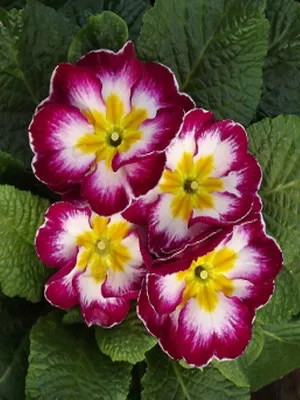 Primrose цвете снимка, отглеждане и поддръжка в дома, сортове и развъждане (иглика) Primrose цвете снимка, отглеждане и поддръжка в дома, сортове и отглеждане