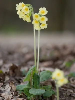 Primrose цвете снимка, отглеждане и поддръжка в дома, сортове и развъждане (иглика) Primrose цвете снимка, отглеждане и поддръжка в дома, сортове и отглеждане