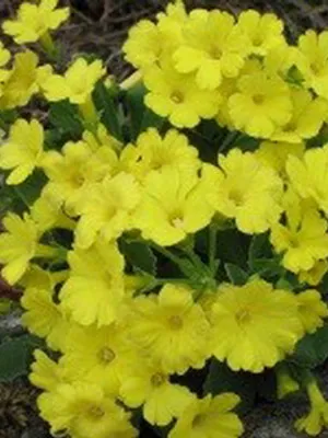 Primrose цвете снимка, отглеждане и поддръжка в дома, сортове и развъждане (отглеждане) Primrose цвете снимка, отглеждане и поддръжка в дома, сортове и отглеждане