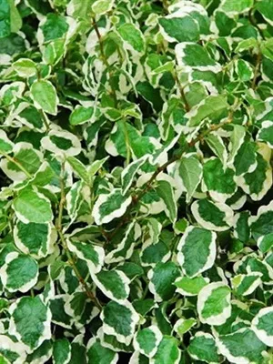 Цветя Ficus стая тип снимка, как да се грижат у дома