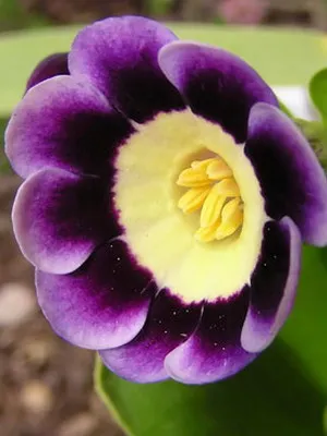 Primrose цвете снимка, отглеждане и поддръжка в дома, сортове и развъждане (снимки) Primrose цвете снимка, отглеждане и поддръжка в дома, сортове и отглеждане