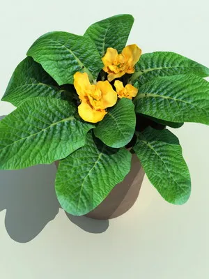 Primrose цвете снимка, отглеждане и поддръжка в дома, на разнообразие и възпроизвеждане (цвете) Primrose цвете снимка, отглеждане и поддръжка в дома, сортове и отглеждане