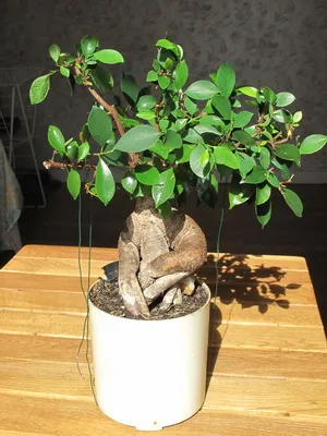 Цветя Ficus стая тип снимка, как да се грижат у дома