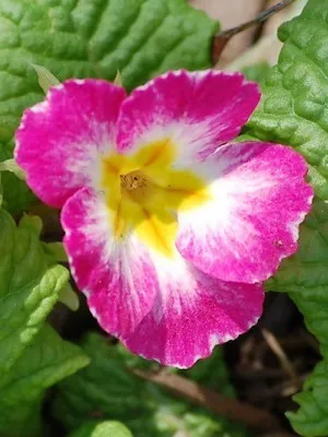 Primrose цвете снимка, отглеждане и поддръжка в дома, сортове и развъждане (иглика) Primrose цвете снимка, отглеждане и поддръжка в дома, сортове и отглеждане