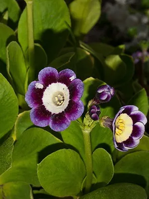Primrose цвете снимка, отглеждане и поддръжка в дома, сортове и развъждане (иглика) Primrose цвете снимка, отглеждане и поддръжка в дома, сортове и отглеждане