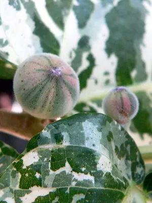 Цветя Ficus стая тип снимка, как да се грижат у дома