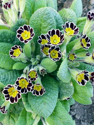 Primrose цвете снимка, отглеждане и поддръжка в дома, сортове и развъждане (иглика) Primrose цвете снимка, отглеждане и поддръжка в дома, сортове и отглеждане